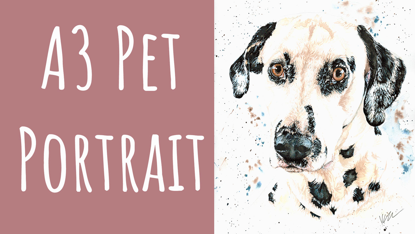 Pet Portraits